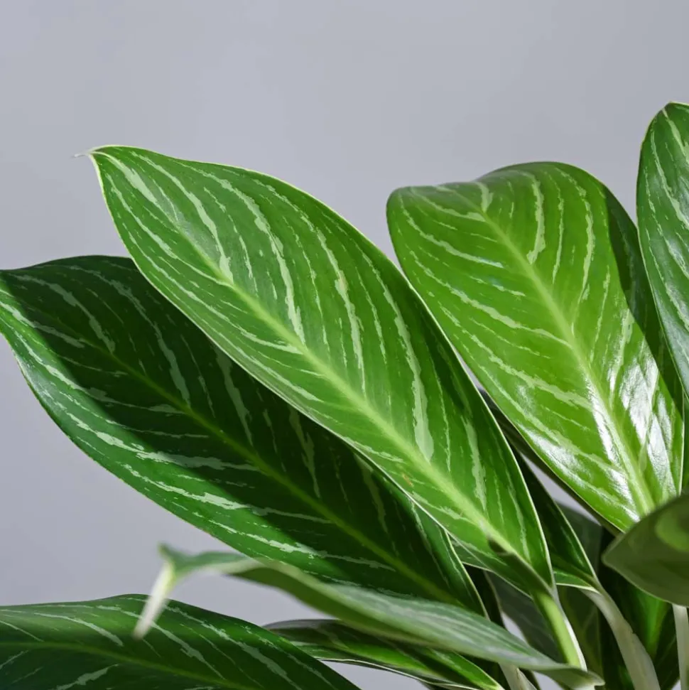 Aglaonema Stripes Plant - XL