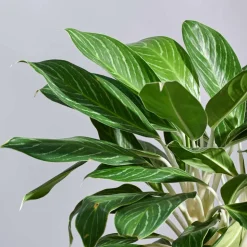 Aglaonema Stripes Plant - XL