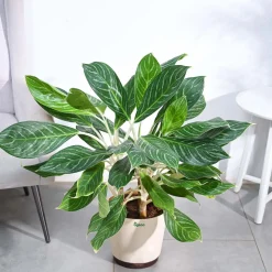 Aglaonema Stripes Plant - XL