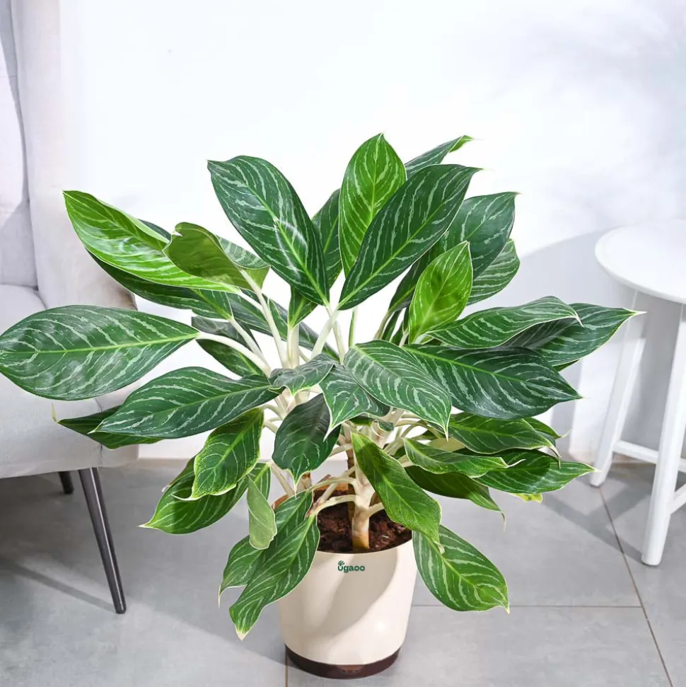 Aglaonema Stripes Plant - XL