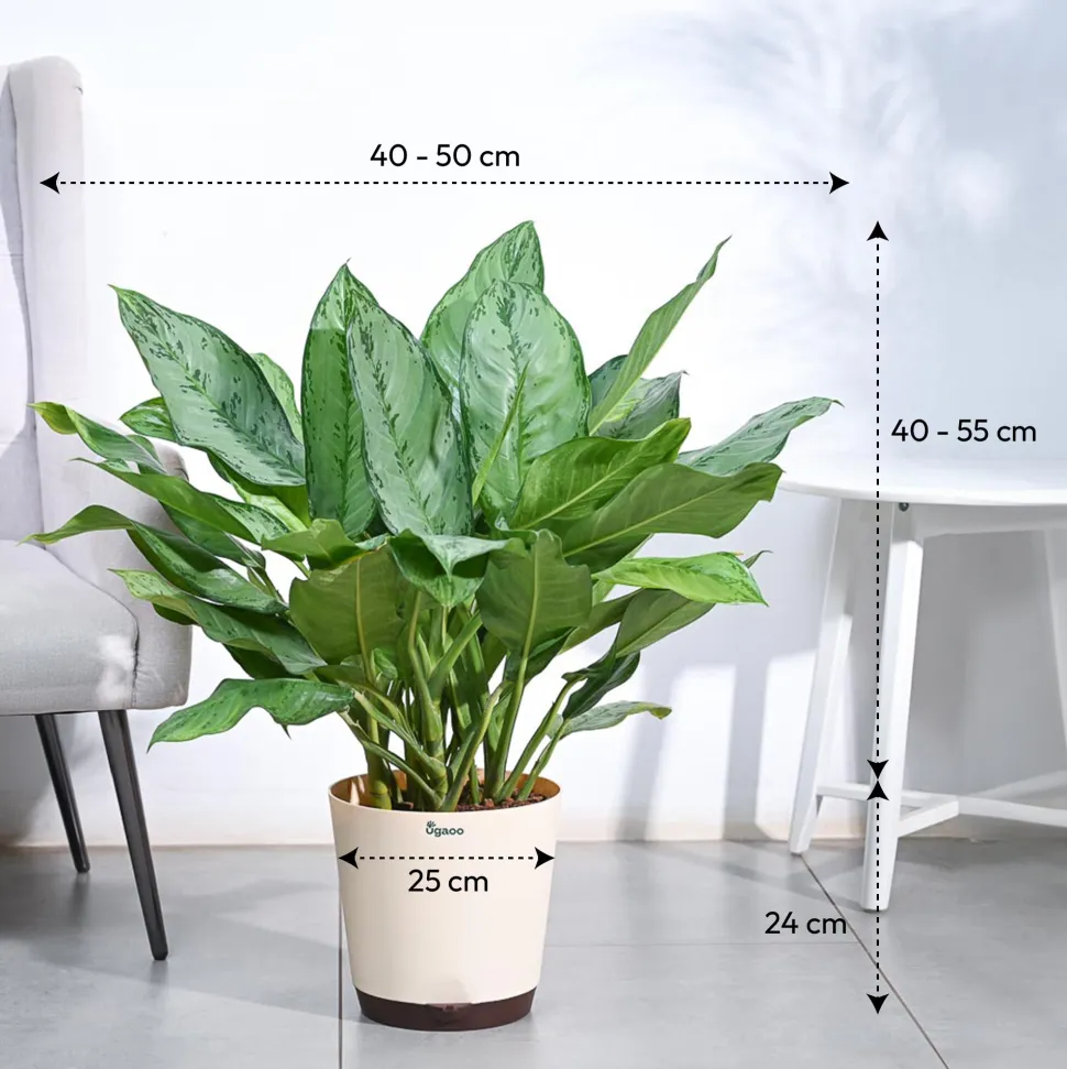 Aglaonema Stripes Plant - XL