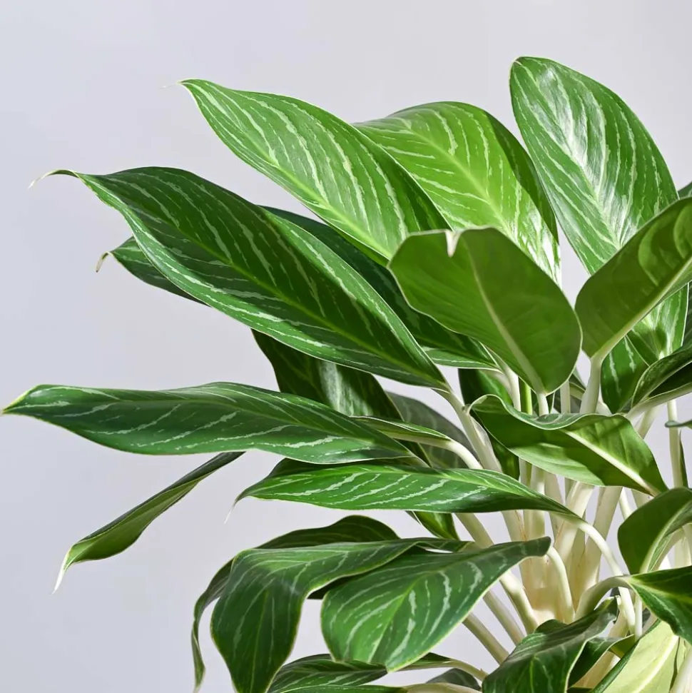 Aglaonema Stripes Plant - XL