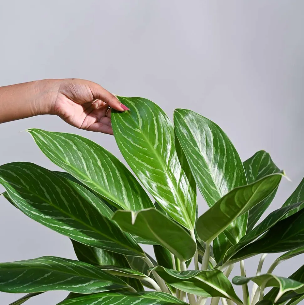 Aglaonema Stripes Plant - XL
