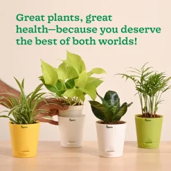 Air Purifying Indoor Plants Combo