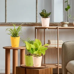 Air Purifying Indoor Plants Combo