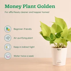 Air Purifying Indoor Plants Combo