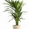 Air Purifying Plant Bundle - Areca Palm, Sansevieria Futura Superba