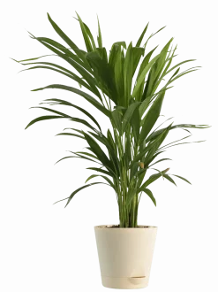 Air Purifying Plant Bundle - Areca Palm, Sansevieria Futura Superba