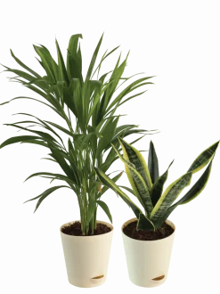 Air Purifying Plant Bundle - Areca Palm, Sansevieria Futura Superba