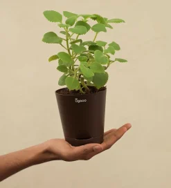 Ajwain Plant
