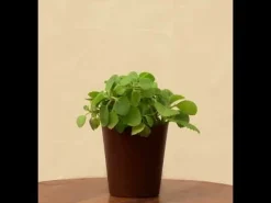 Ajwain Plant