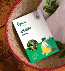 Alfalfa Seeds (Lucerne Grass)