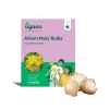 Allium Moly Bulbs