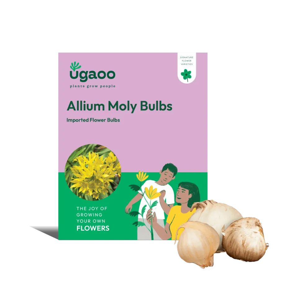 Allium Moly Bulbs