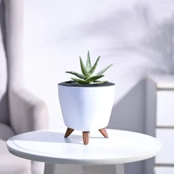 Aloe Blizzard Plant