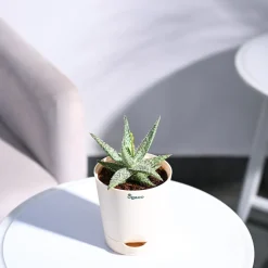 Aloe Blizzard Plant
