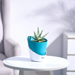 Aloe Blizzard Plant