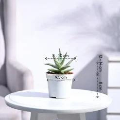 Aloe Blizzard Plant