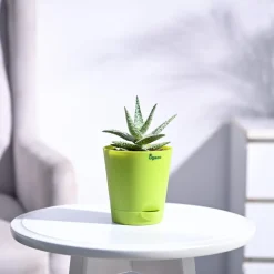 Aloe Blizzard Plant