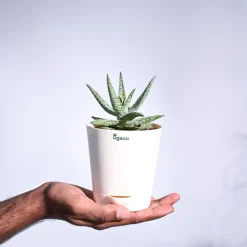 Aloe Blizzard Plant