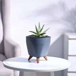 Aloe Blizzard Plant