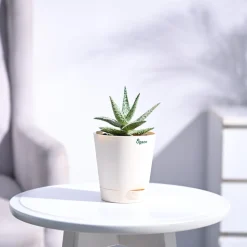 Aloe Blizzard Plant