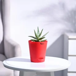 Aloe Blizzard Plant