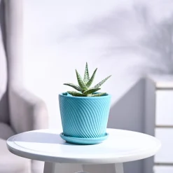 Aloe Blizzard Plant