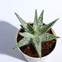 Aloe Blizzard Plant