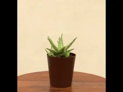 Aloe Blizzard Plant