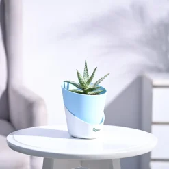 Aloe Blizzard Plant