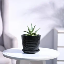 Aloe Blizzard Plant