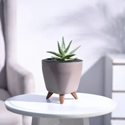 Aloe Blizzard Plant