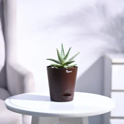 Aloe Blizzard Plant