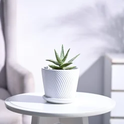 Aloe Blizzard Plant