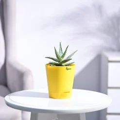 Aloe Blizzard Plant