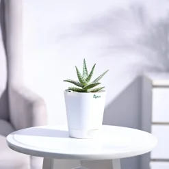 Aloe Blizzard Plant
