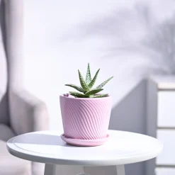 Aloe Blizzard Plant