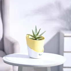 Aloe Blizzard Plant