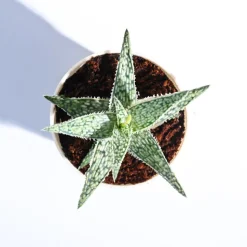 Aloe Blizzard Plant