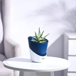 Aloe Blizzard Plant