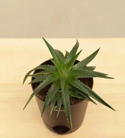 Aloe Vera Green Mini Plant