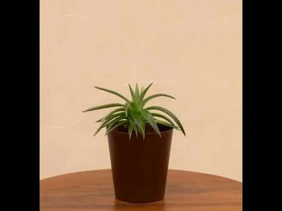 Aloe Vera Green Mini Plant