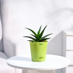 Aloe Vera Mini Plant
