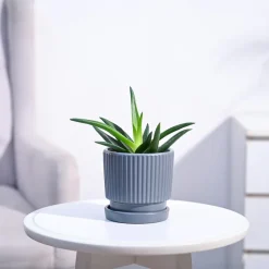 Aloe Vera Mini Plant