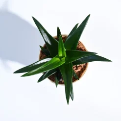 Aloe Vera Mini Plant