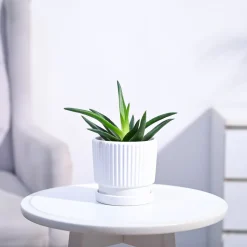 Aloe Vera Mini Plant