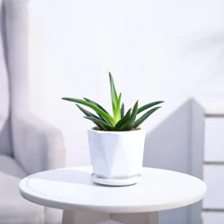 Aloe Vera Mini Plant
