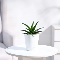 Aloe Vera Mini Plant