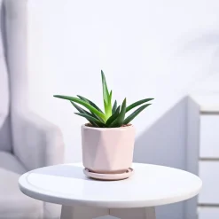 Aloe Vera Mini Plant